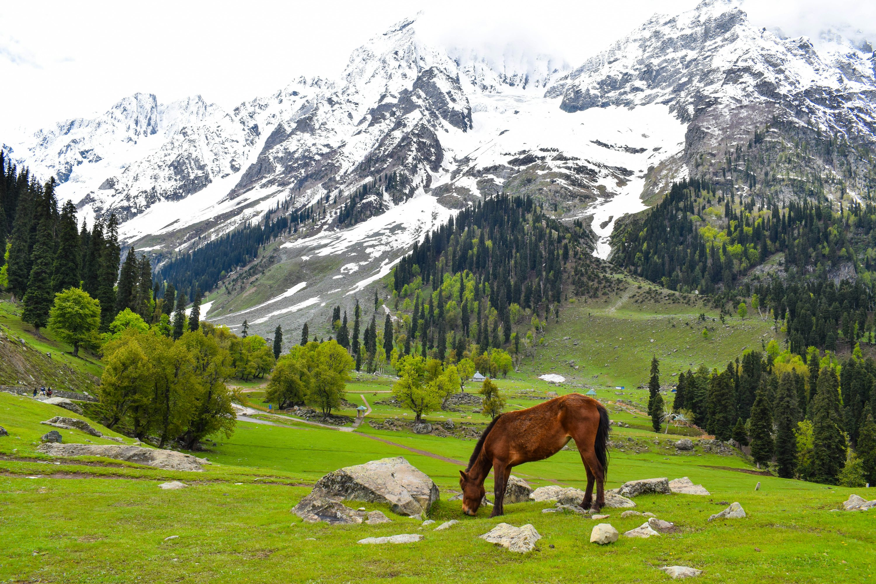 Nature of Kashmir